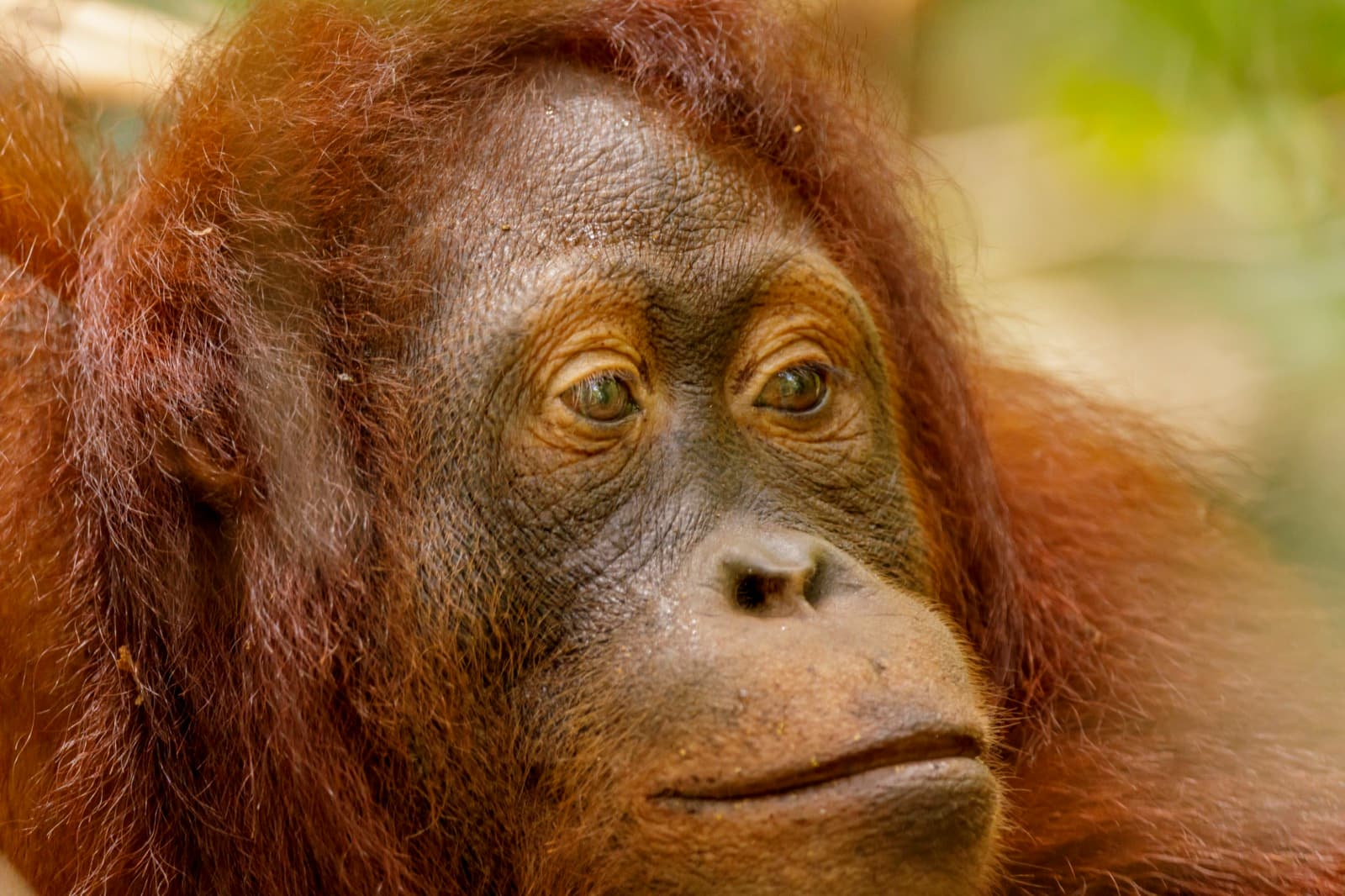 Kalimantan (Borneo)