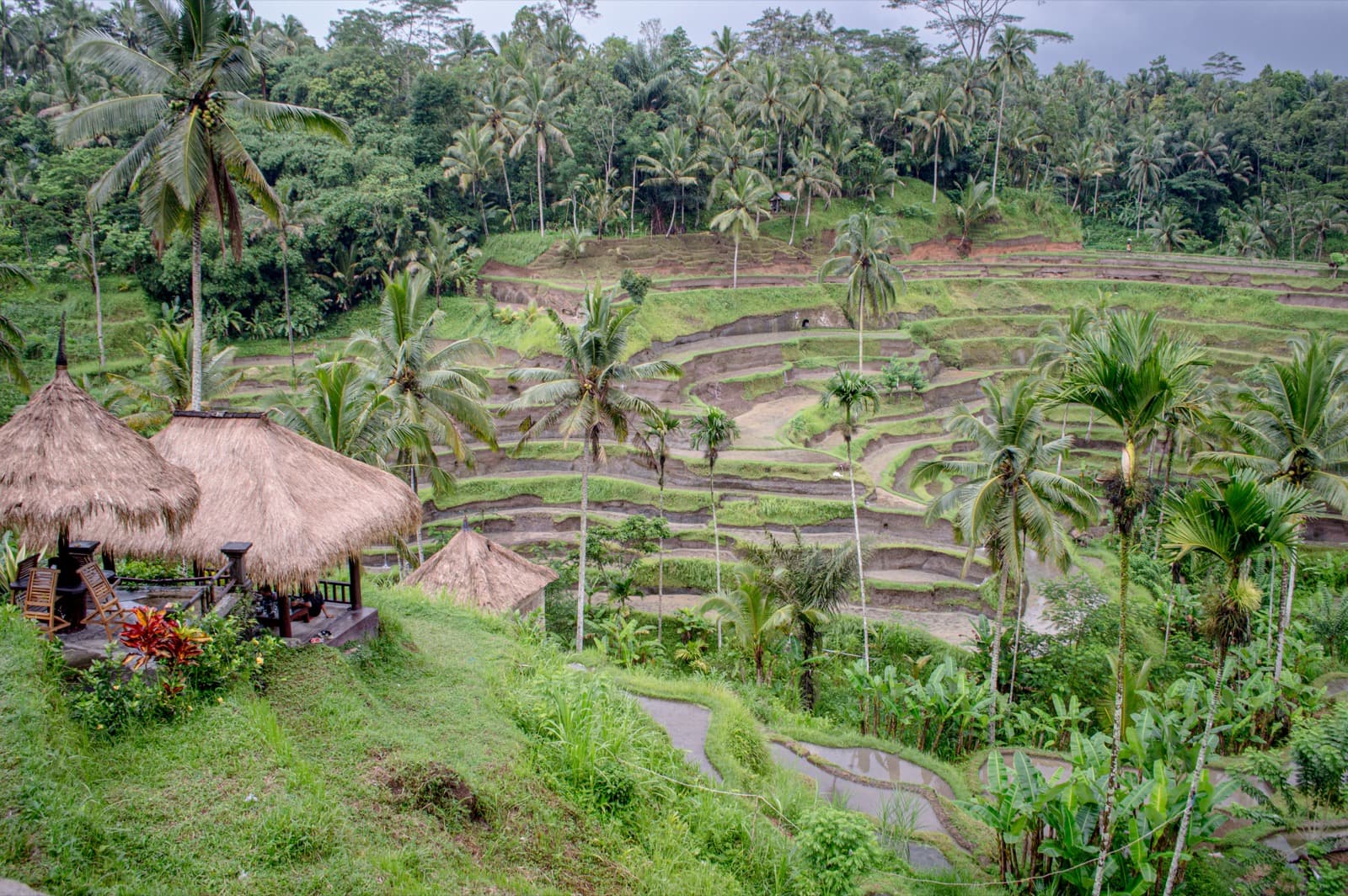 Tegallalang rice terraces, Bali