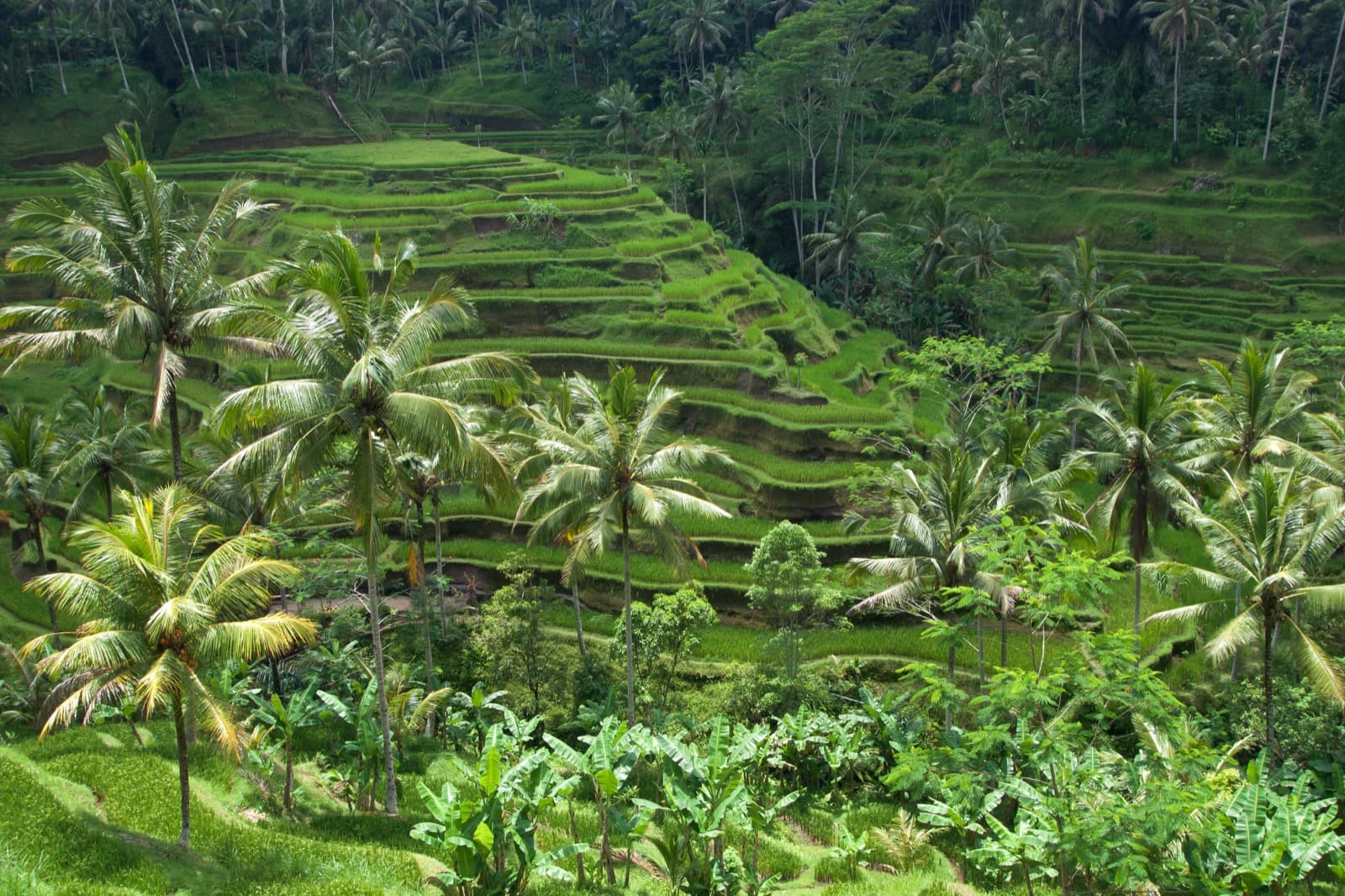 Bambu