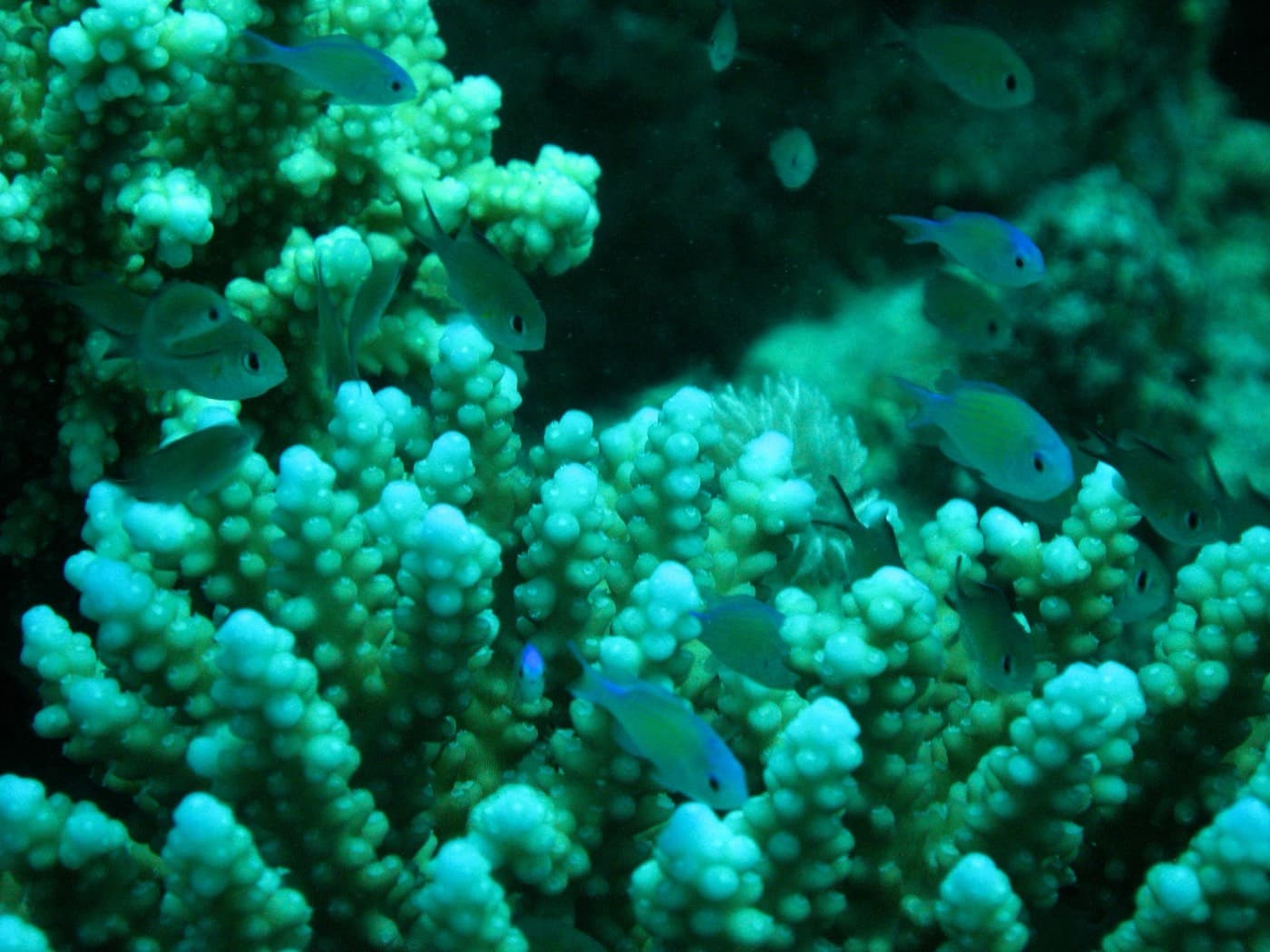 Red Sea Coast: Hurghada and Sharm El Sheikh