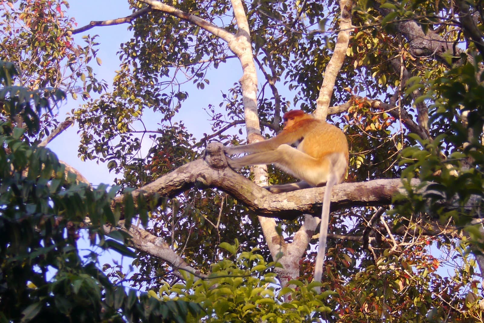 Proboscis Monkeys