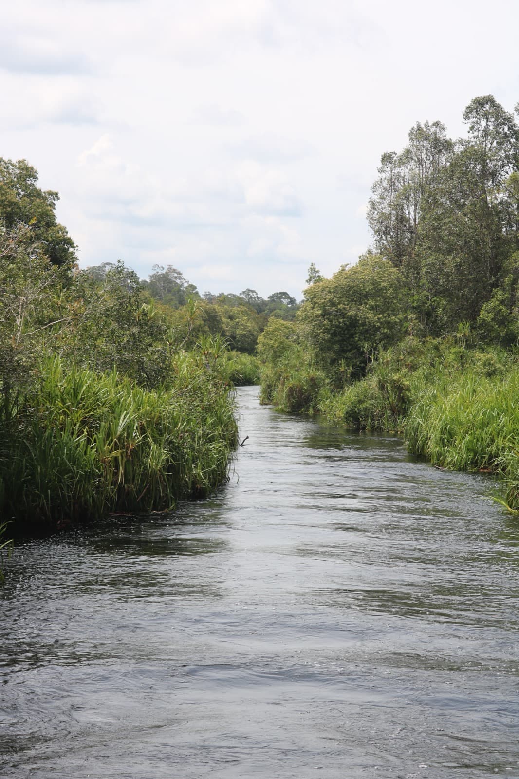 Tanjung Puting National Park