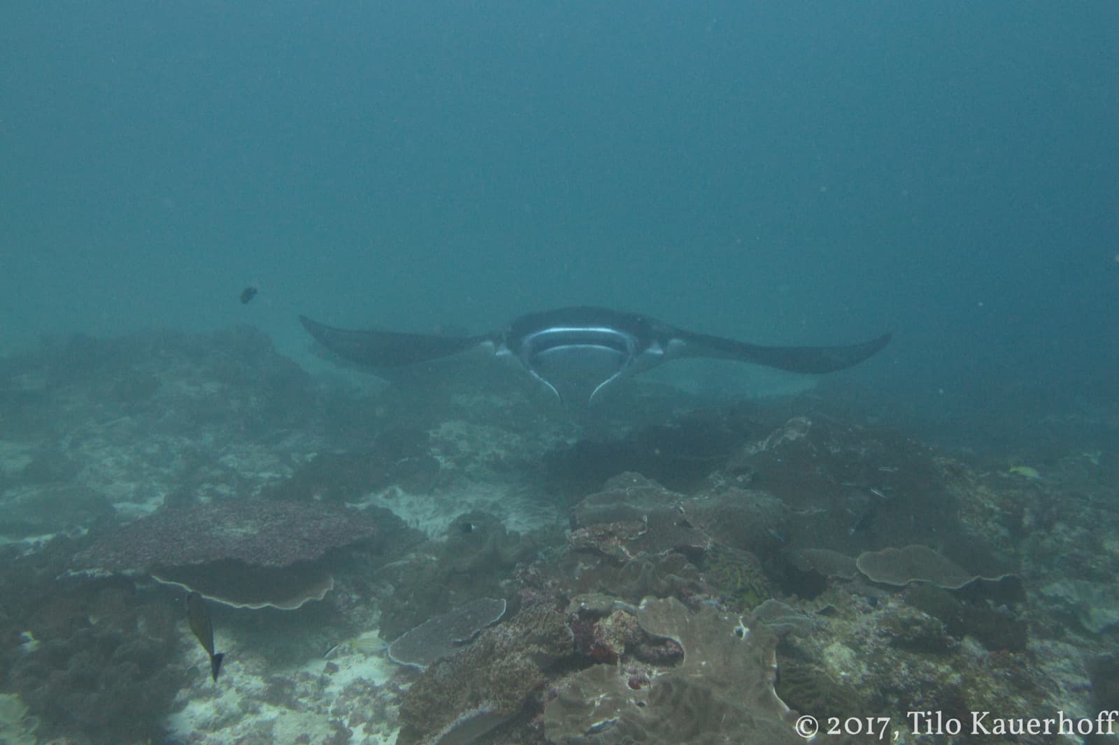 Manta Point