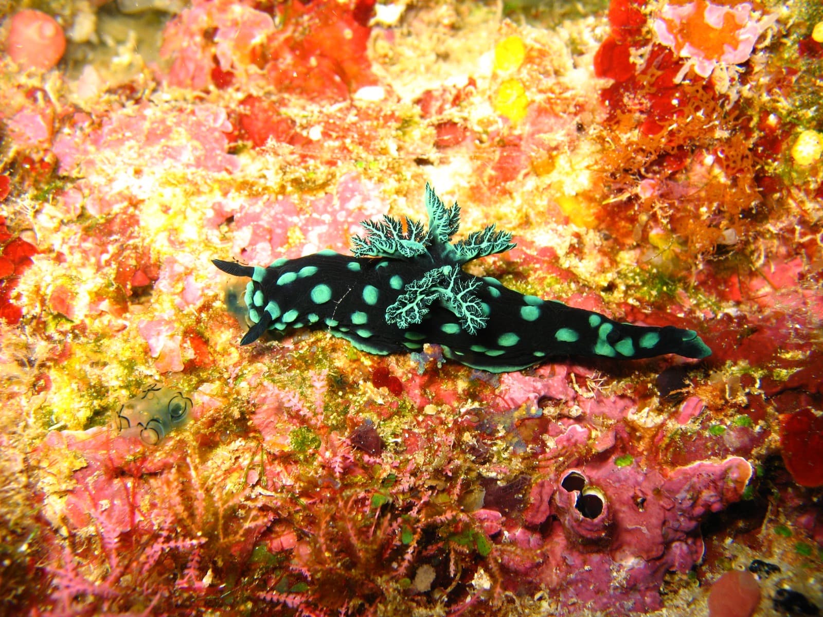 Diving Bunaken Marine Park