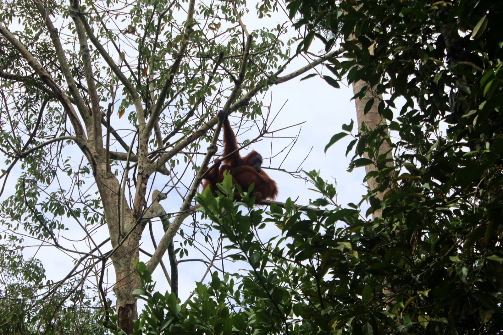 Bukit Lawang