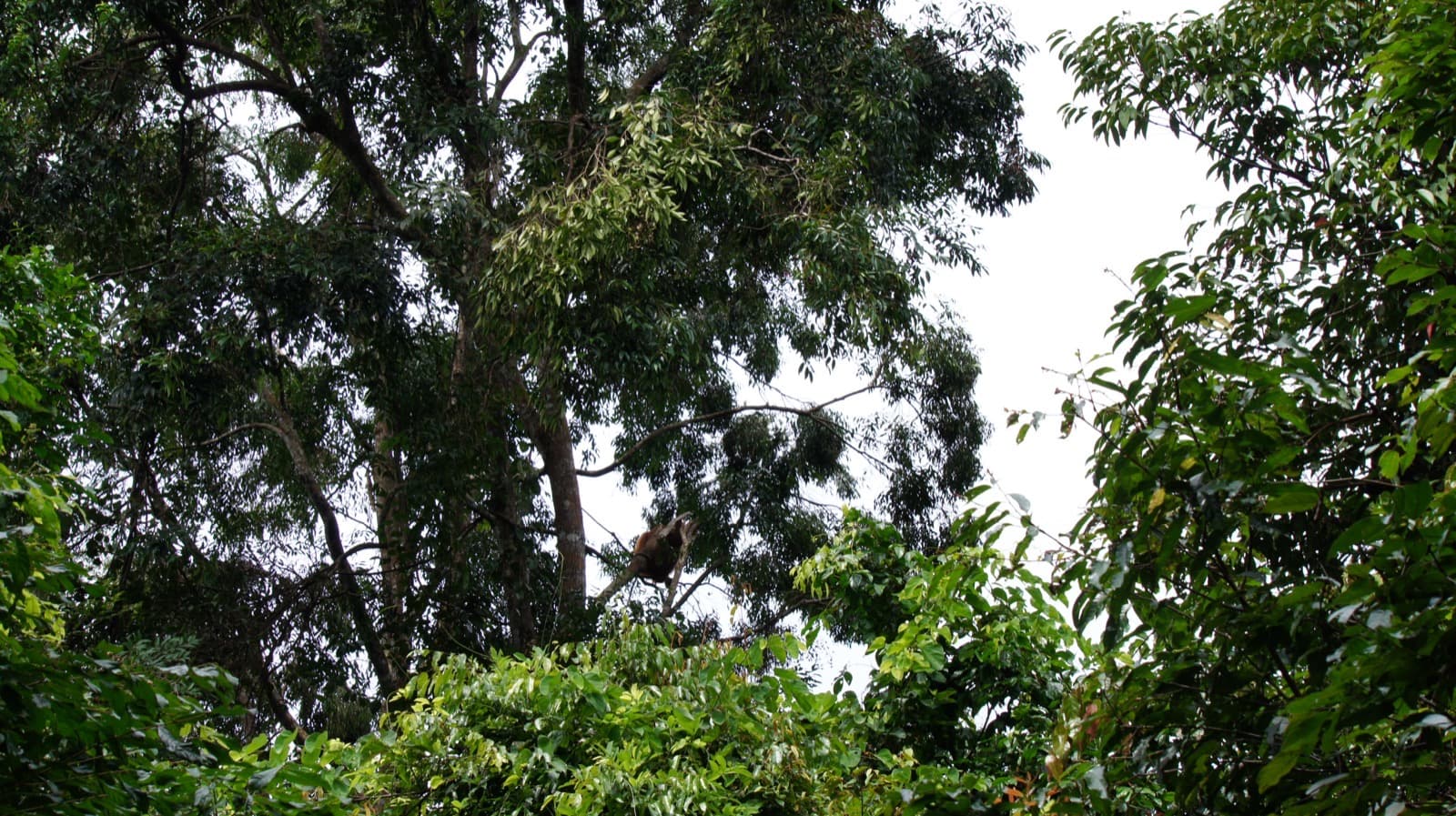 Gunung Leuser National Park