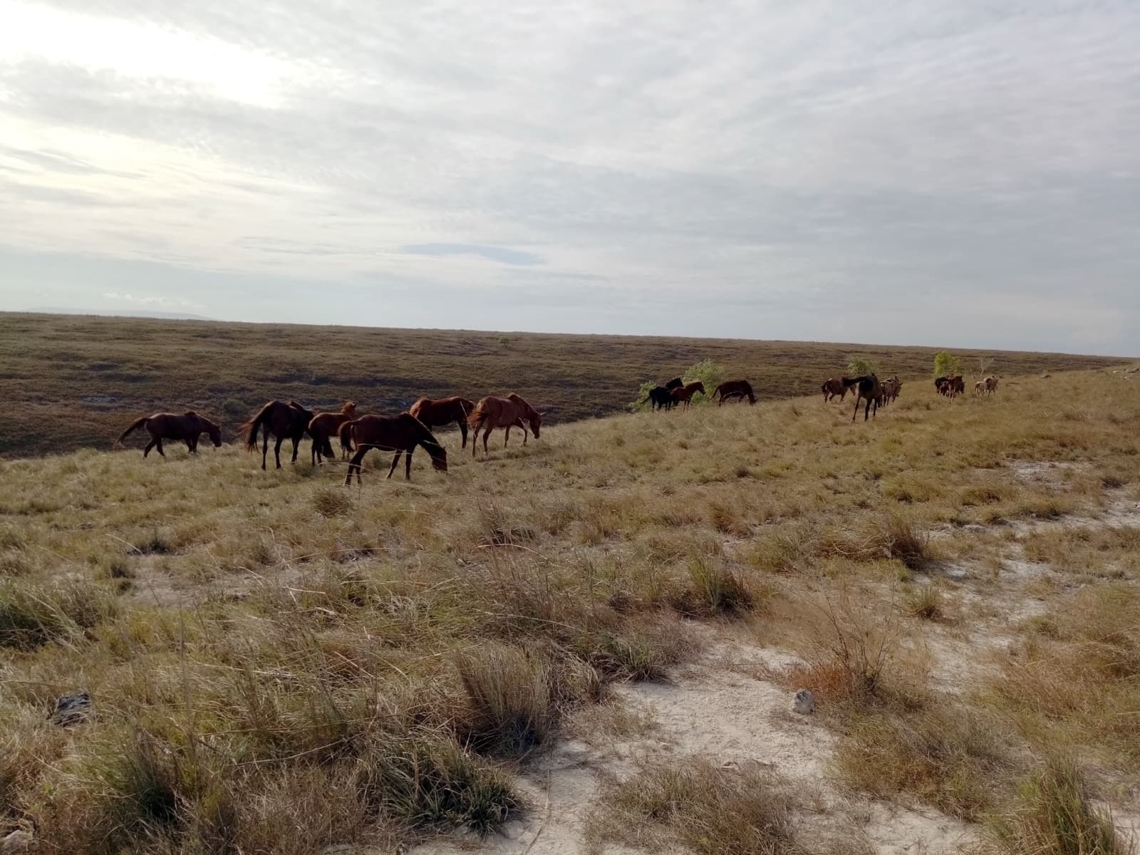 Sumba's Wild Horses