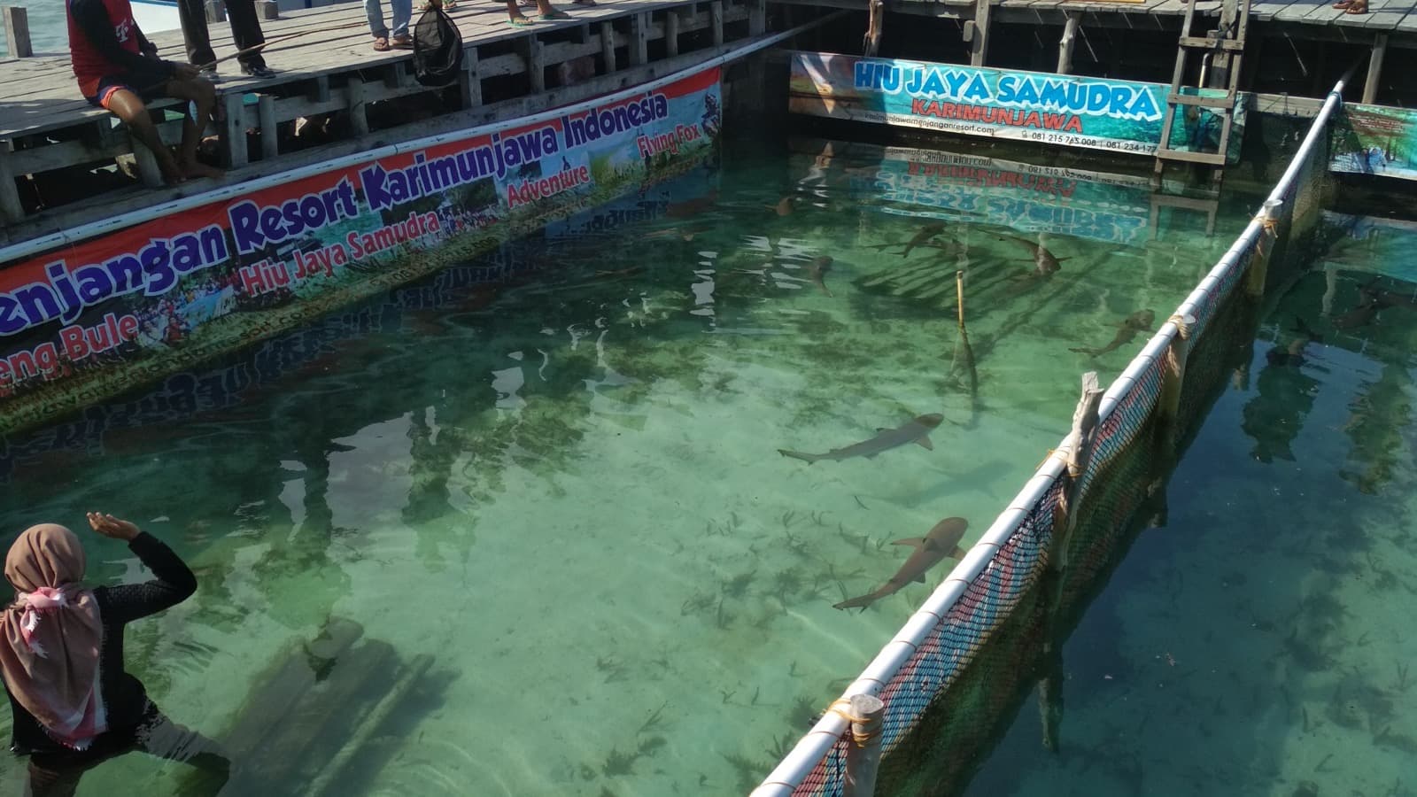 Swimming with Reef Sharks