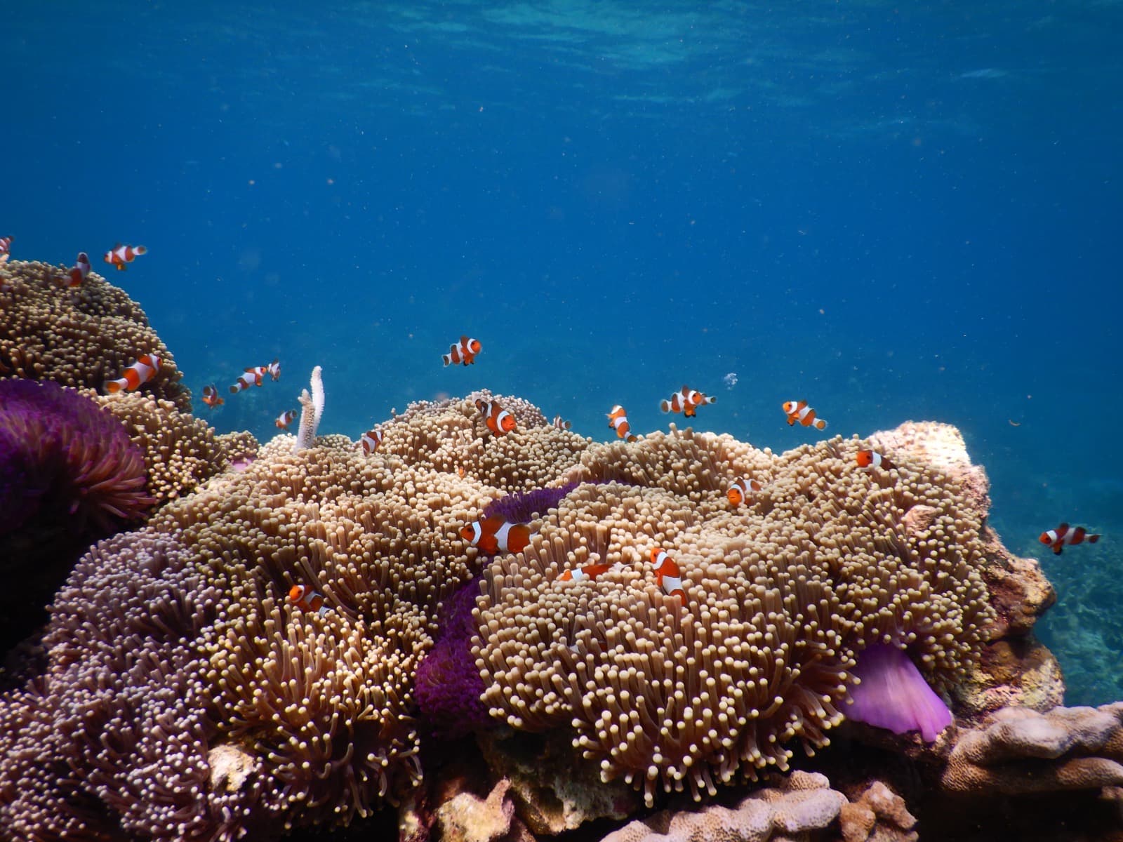 Snorkeling & Diving