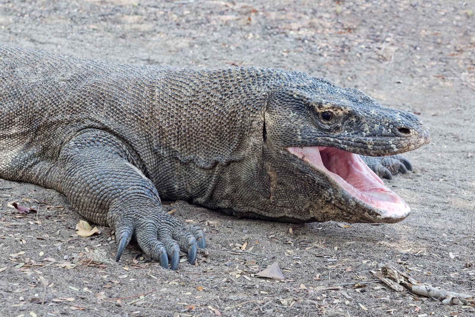 Seeing Komodo Dragons