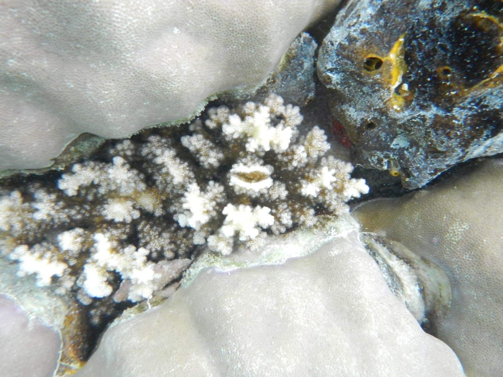 Diving in Raja Ampat